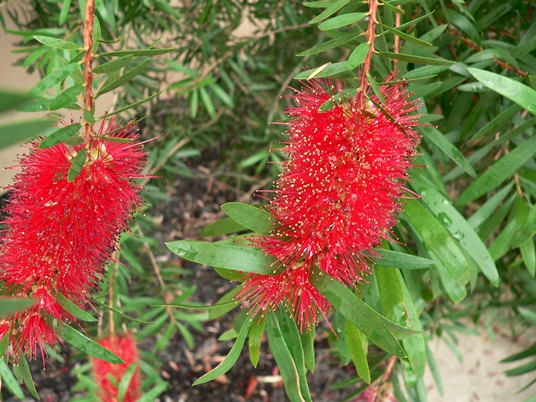 {Melaleuca citrina}